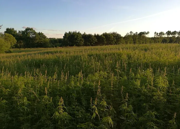 Haervejsly - Perfekt Familiebase Til Oplevelse Af Sydjylland 別荘 ギブ